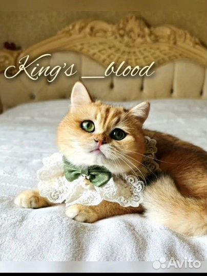 Британская девочка ny 12