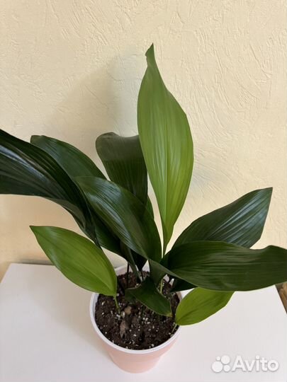 Аспидистра