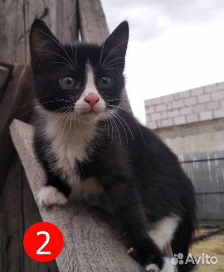 Котята