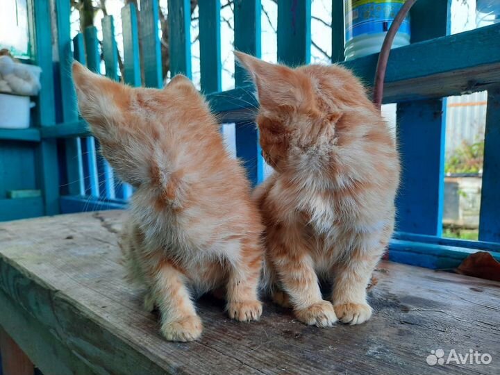 Котята (4 месяца)