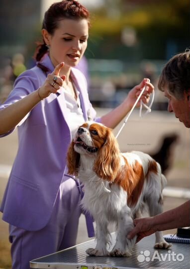 Хендлер/кинолог