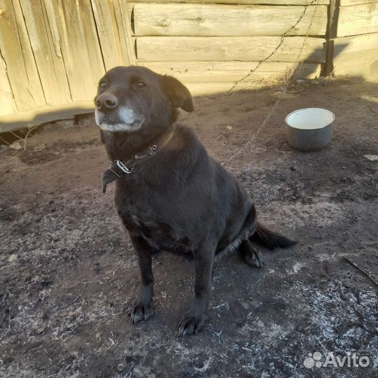 Собака в добрые руки отдам бесплатно