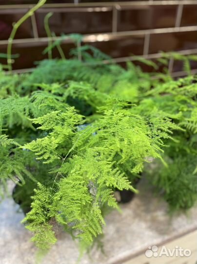 Аспарагус Перистый Комнатные растения