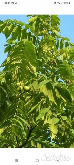 Саженцы декоративных культур