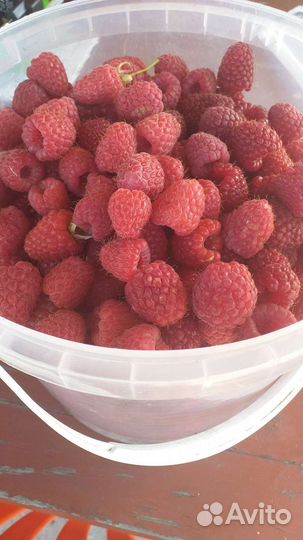 Саженцы малинового дерева Таруса. Патриция, Зюгана