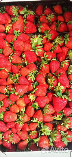 Краснодарская Клубника свежая ягода
