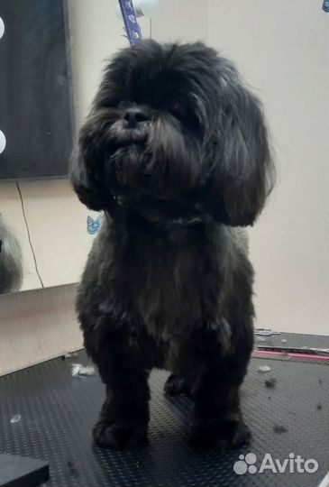 Услуги грумера на дому