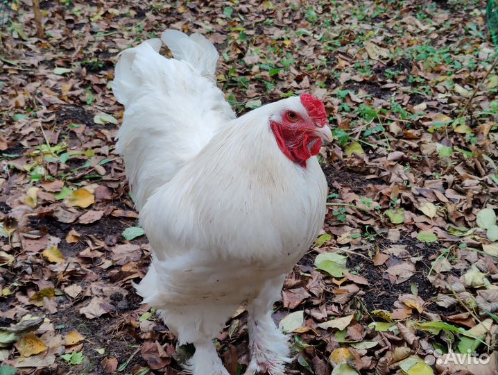 Брама белая