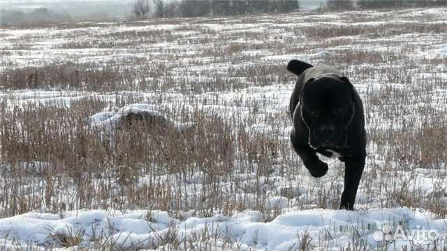 Кобели для вязок