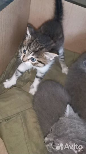 Британская короткошёрстная, котята