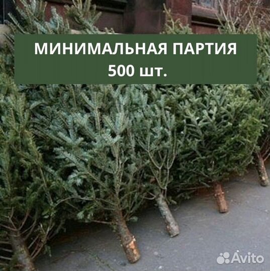 Ели, сосны оптом