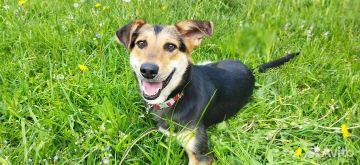 Собака в добрые руки