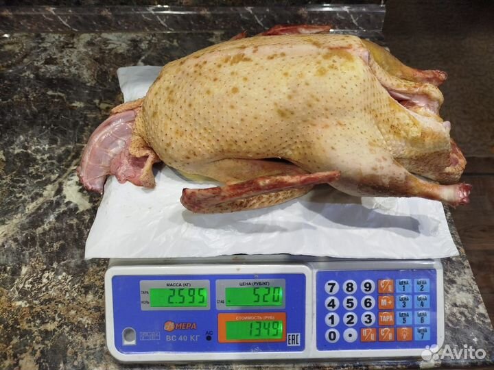 Утка мускатная