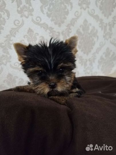 Йоркширский терьер щенки