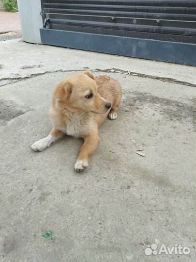 Собака в добрые руки щенок девочка