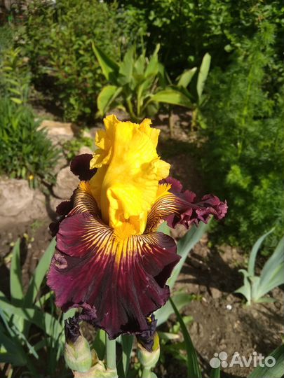 Предлагаю растения для сада