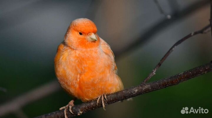 Кенар певчий