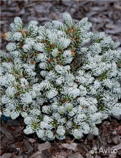 Туя, можжевельник, пихта