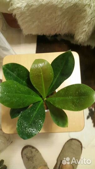 Филодендрон декуренс