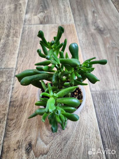 Фикус, лаванда, перец