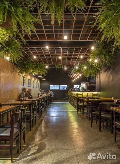 Потолочное озеленение, ампельные растения