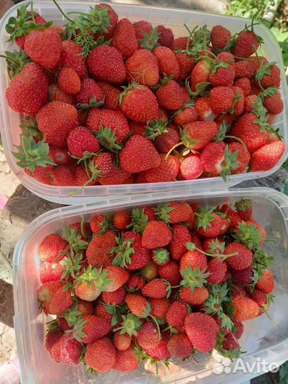 Клубника свежая ягода