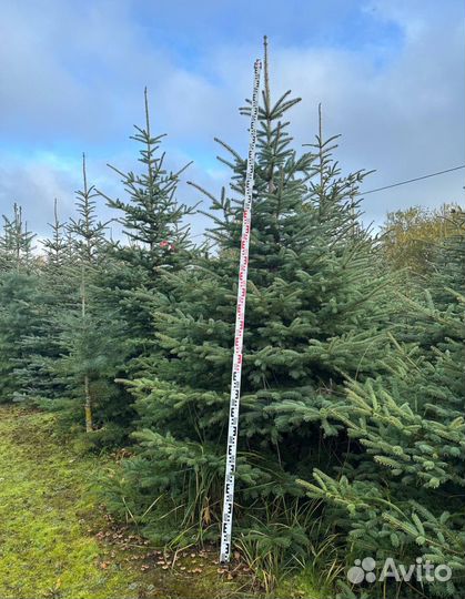 Ели голубые крупномеры