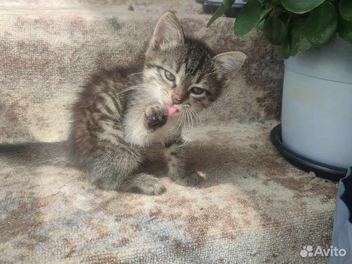 Котёнок 2 месяца