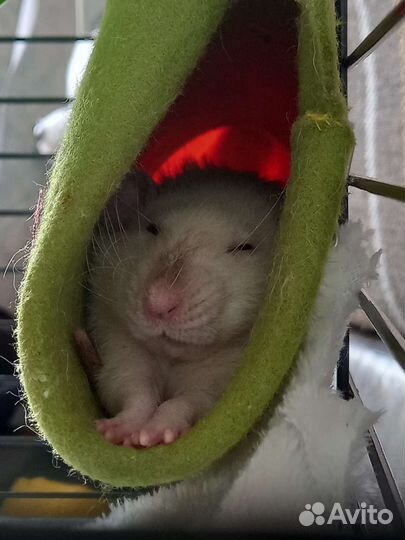 Передержка грызунов