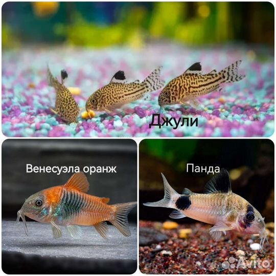 Нотропис, коридорасы,неон, скаляри, минор,растен