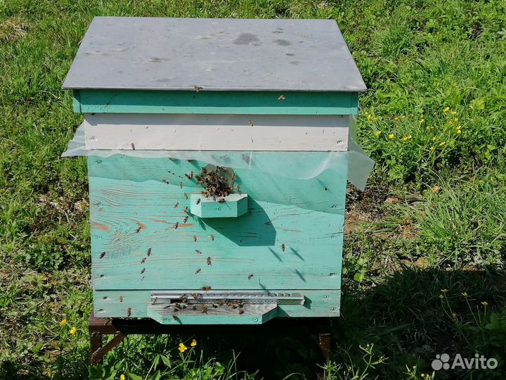 Продам пчелосемьи