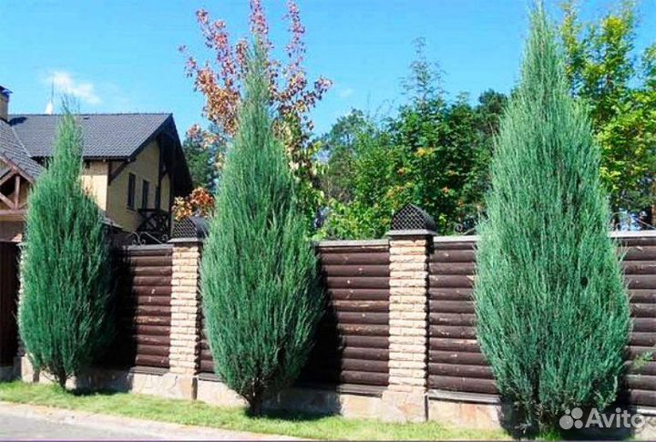 Можжевельник скальный разные сорта