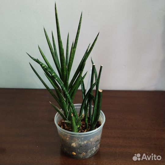 Хойя. Сансиверия