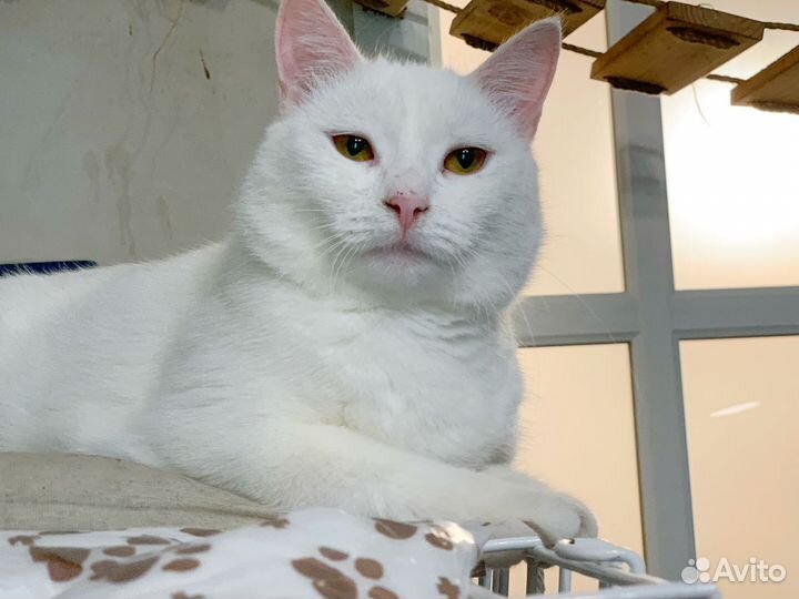 Белая кошка