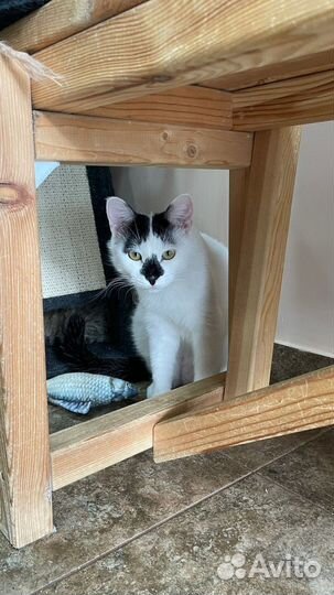 Кот в добрые руки