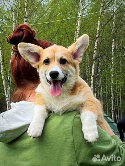 Солнечное чудо