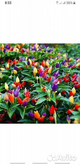 Комнатный перчик