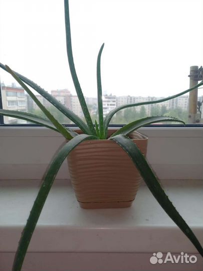 Детки Алоэ вера