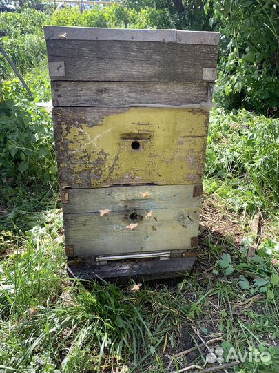 Улей с пчелами