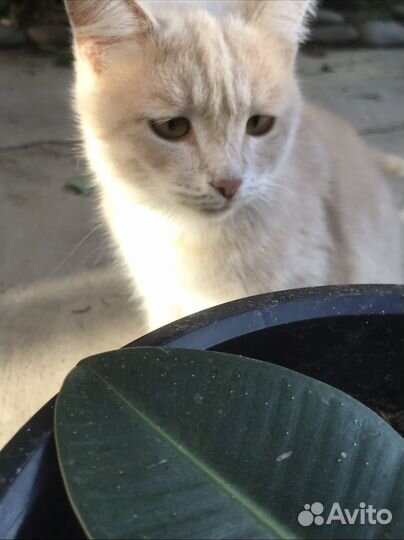 Котята в добрые руки мальчик
