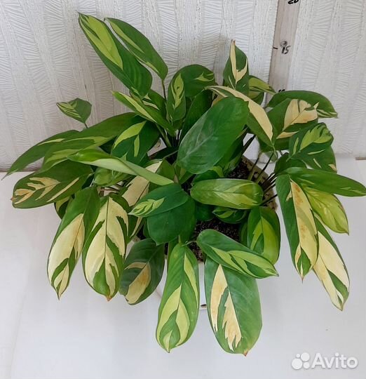 Комнатные цветы