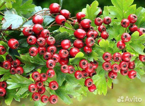 Декоративные кустарники для дачи