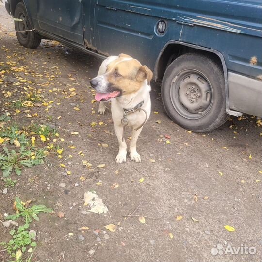 Собака в добрые руки
