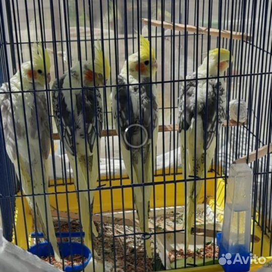 Продам птенцов попугая корелла возраст 1,5 месяца