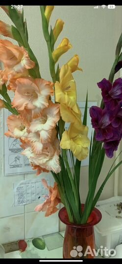 Детки гладиолусов