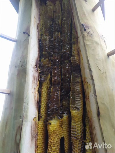 Дикий бортевой мед