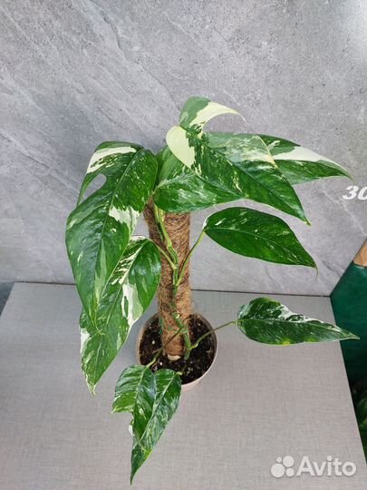 Эпипремнум амидриум