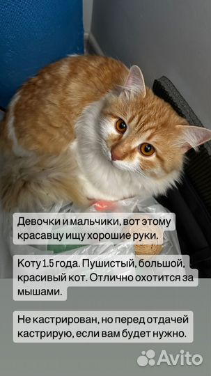 Кот в добрые руки