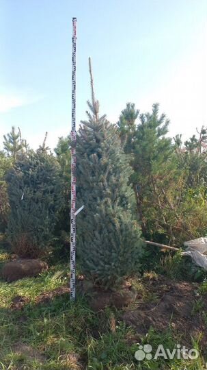 Ель глаука глобоза фармированная