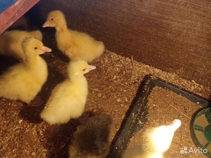 Индоутка мускусная утка. ия гуси линда